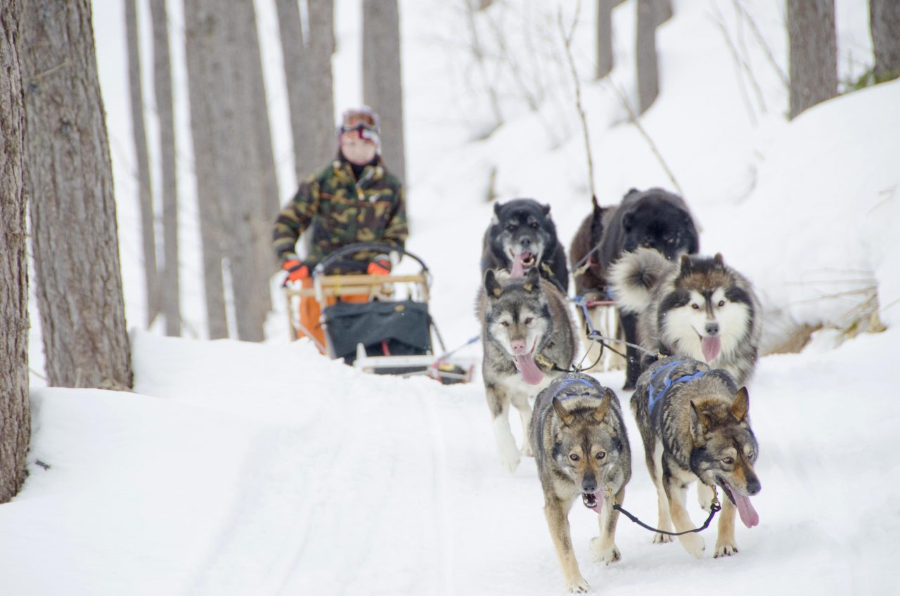 南富良野エリアでの犬ぞり(イメージ)