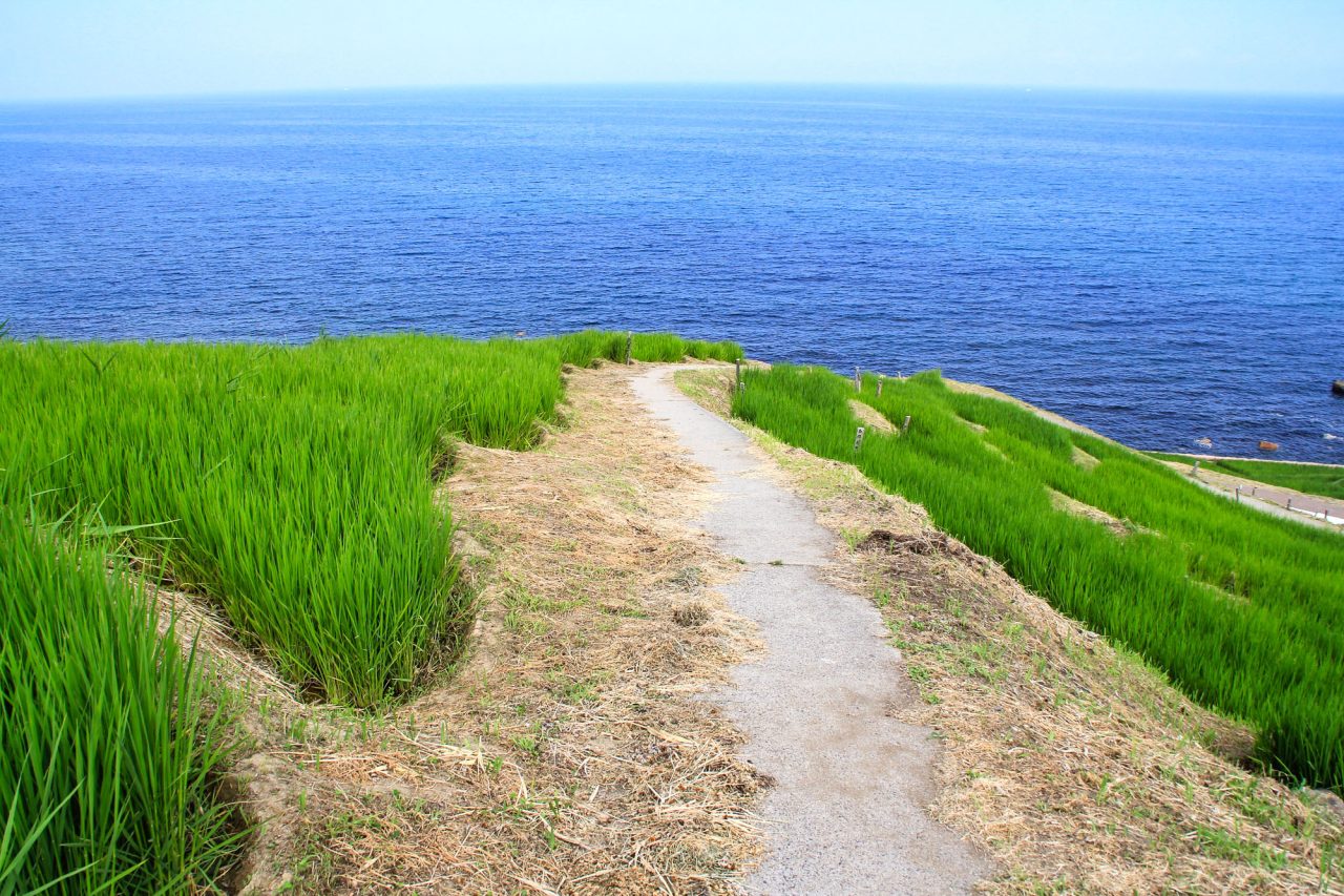 白米千枚田