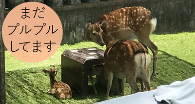 この時期だけ生まれたての子鹿に会える！奈良を電動アシスト自転車でぐるり旅