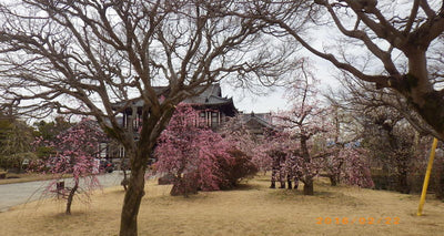 【法隆寺一周】梅の花を求めサイクリング