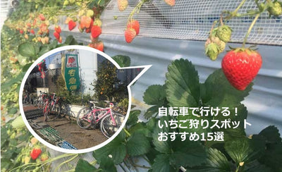 【いちご狩り】自転車で行く関東おすすめ農園15選＆いちご狩り手引き