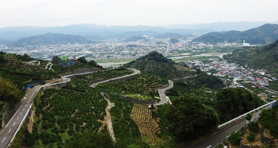 みかん畑のつづら折りの先に絶景が！和歌山のラルプ・デュエズ「千葉山（せんばやま）」へ