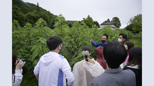 楮の芽を摘み食す！埼玉県小川町の「食農」を生かす体験型サイクリングイベント開催決定