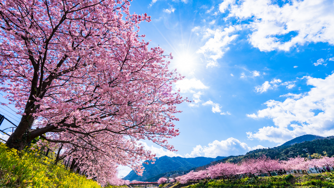 暖かい伊豆・帰りは温泉!! ロードバイクで河津桜を見に行くお花見サイクリングに出かけよう