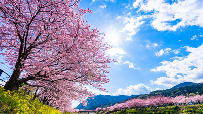 暖かい伊豆・帰りは温泉!! ロードバイクで河津桜を見に行くお花見サイクリングに出かけよう